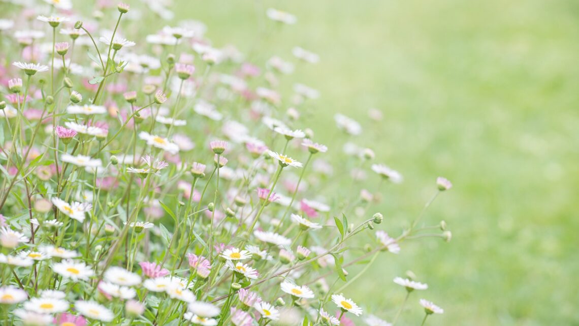 花粉症が美容に及ぼす影響とは？春の肌トラブルを避けるための対策