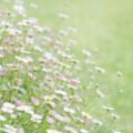 花粉症が美容に及ぼす影響とは？春の肌トラブルを避けるための対策