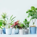 【AND PLANTS】パーソナル診断で自分に合う観葉植物・お花を販売
